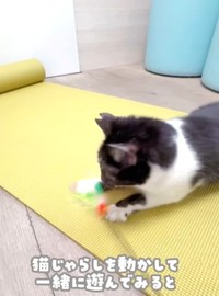 猫じゃらしで遊ぶよしのちゃん。ジャンプもできるようになったという（かごねこさん提供、Instagramよりキャプチャ撮影）