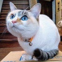 ブルーの瞳とパステルカラーの被毛が素敵なオタルちゃん（画像提供：らいらいももさん）