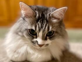 生死をさまよい生き抜いた元野良猫「こまめ」　今は家族の宝物　