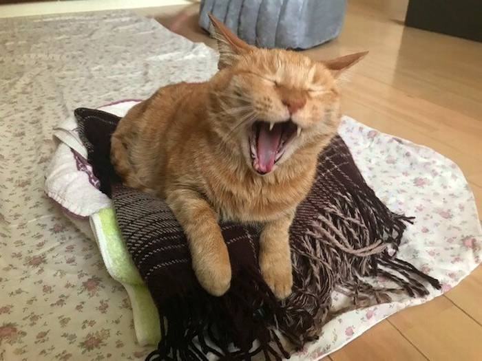 「はぁ～、眠くなってきた」