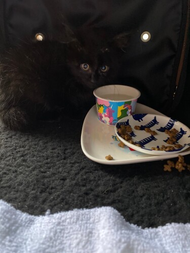 落ち着けるようにキャリーバッグ内で食事。甲田さん宅には保護犬はこちゃんのほか保護猫２匹がいるが、引き取り手がなかったら飼うことも考えていた（甲田さん提供）