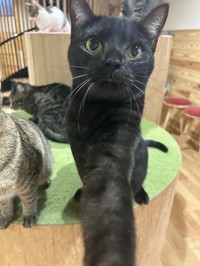 エイっ＝さとう＠猫ぼっこさん（@necobokko）提供