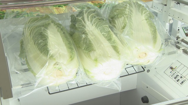 クレーンゲームの景品の白菜　オタカラアミューズ 津山店　津山市河辺