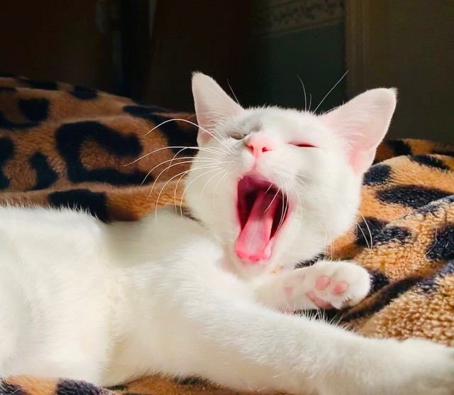 アイドル気質で、来客時にはあざとく甘える