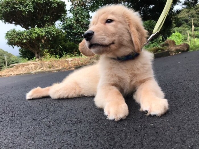 家にきたころの「小夏」