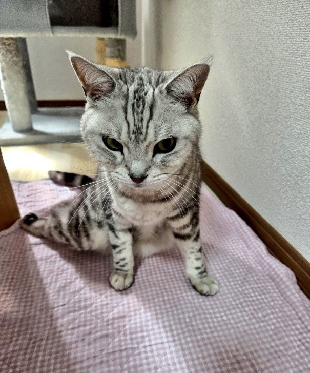 アメリカンショートヘアのあずきくん