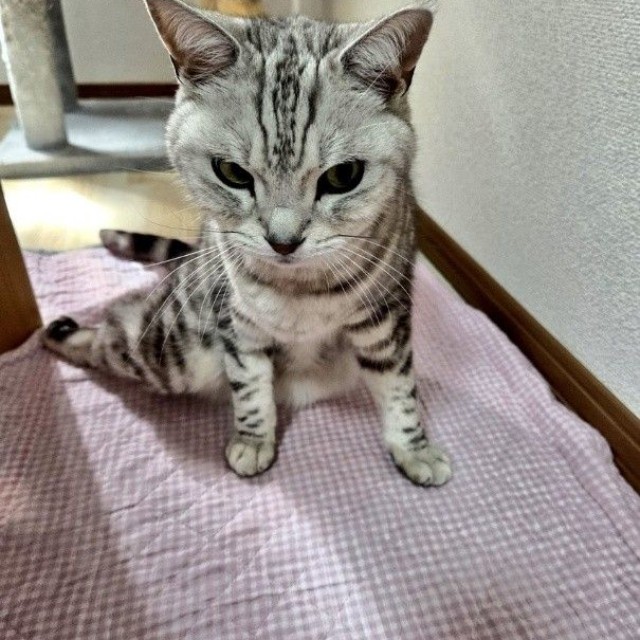 アメリカンショートヘアのあずきくん
