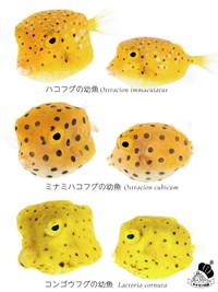 フグの幼魚を見比べると…（提供：でんか@『海のあかちゃん』『ヤドカリ探索図鑑』さん）
