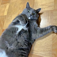 床上でくつろぎながらチラッとこちらを見るメロちゃん（画像提供：そべ3さん）