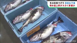 旬のマダラが不漁　水揚げ量過去最低の懸念も　宮城・気仙沼市