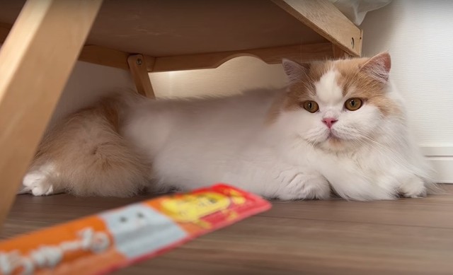 ちゅーるを見せてもなかなか出てこなかったレモンちゃん（提供写真）