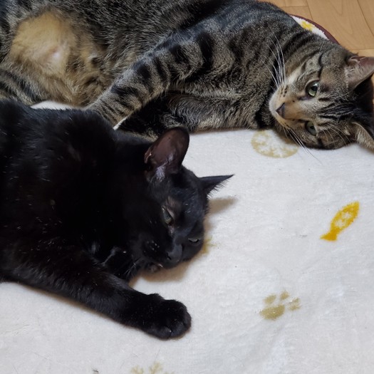 あれ？はっぴーのお腹が前よりふっくらしている！（おやつあげすぎですね）