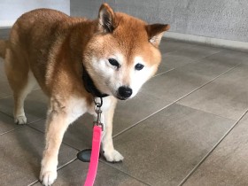 お散歩大好きな愛犬「モカ」　15歳でついにハーネスデビュー