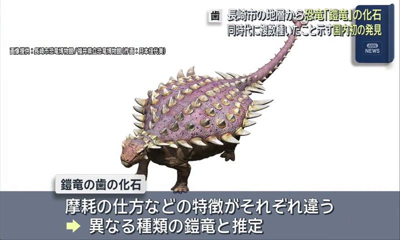 長崎市で恐竜・鎧竜の歯の化石発見 同時代に複数種いたことを示す国内