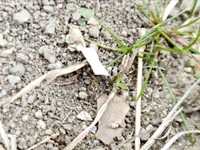 しばらく歩くと紙が引っかかり苦戦するアリ（画像提供：八羽さん）