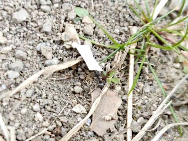 しばらく歩くと紙が引っかかり苦戦するアリ（画像提供：八羽さん）