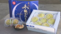 岡山特産の白桃のうち最も旬が遅い品種「冬桃がたり」