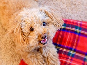 お出かけ大好き、アメリカで暮らすトイプードル「アロ」