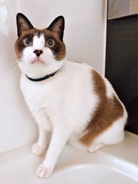 お風呂パトロール中のぽんちゃん。体のハートマークが浮き上がっています（画像提供：マミ太郎さん）jpg