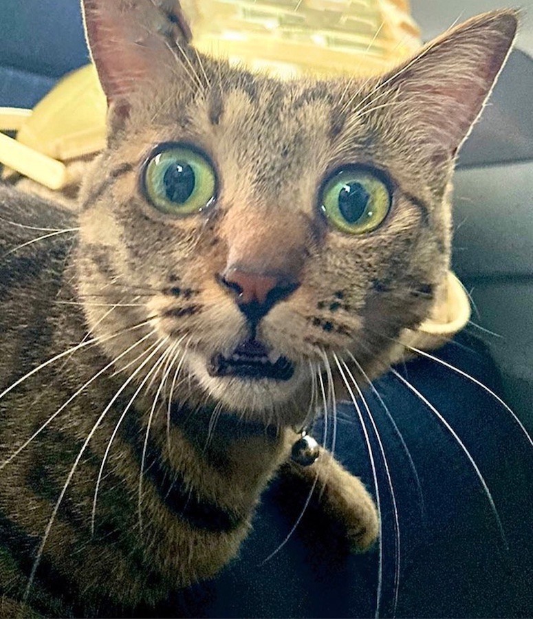 猫ってこんな顔するの 病院到着に 嘘だろっ 寝起きのしわしわ顔 22年 ビフォーアフター 猫の変顔編 まいどなニュース