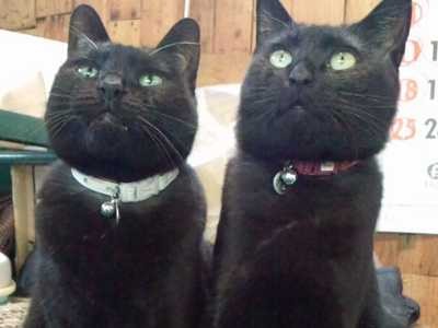 花屋の看板猫　黒猫ヒロシに贈られた最高の花束　