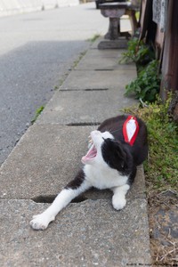 あくびするティッシュペーパーホルダーねこ