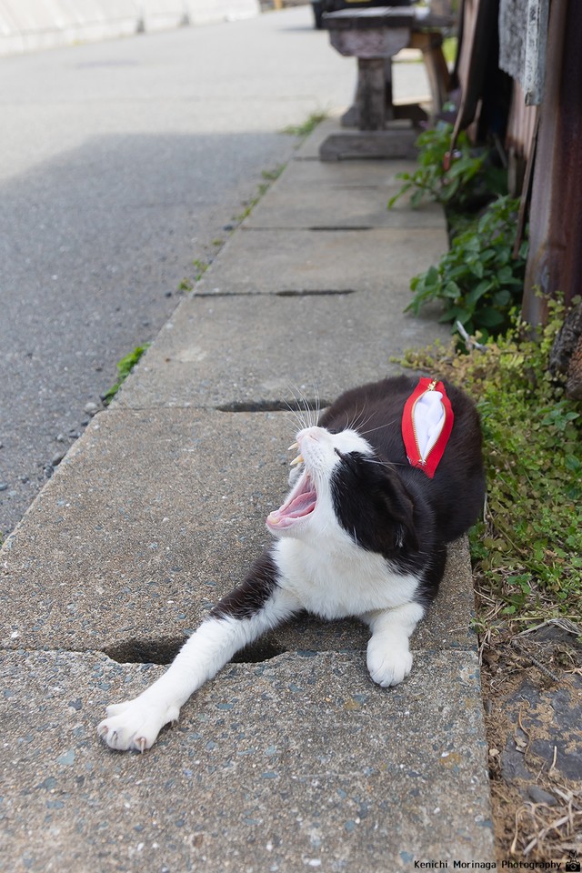 あくびするティッシュペーパーホルダーねこ
