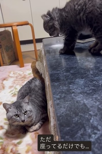 ただ座っているだけでも…子猫たちは2日くらい威嚇していたが、今は警戒しなくなったとか（shihoさん提供、Instagramよりキャプチャ撮影）