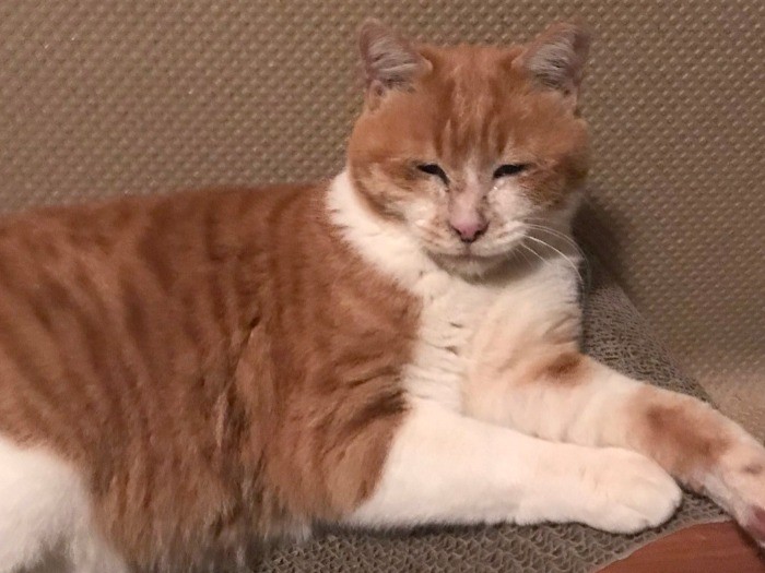 保護されて5日目のチャトランちゃん（ラブコ提供）