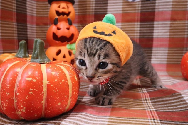 かぼちゃの被り物を被ったスイカちゃん＝きじとら３姉妹の毎日めろん・すいか・ももさん（@meronmomosuika）提供