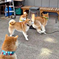 「止めなさい」 みかんママが止めにはいります（中央）（画像提供：柴犬みかんと白柴Q太郎と佐藤さん）