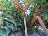 ジャングルに見えるが、実は1本