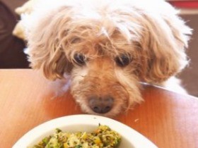  愛犬が「手作りごはん」で快食快便、すっかり元気に