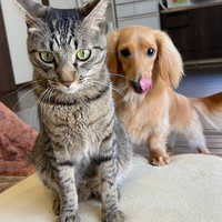 ねこくんとボンくん(ちとせ@inunonekochanさんツイッターより)