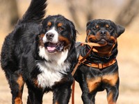 元気に走るセドリックくん（右）、タイカンくん（左）（画像提供：セドリック タイカンさん）