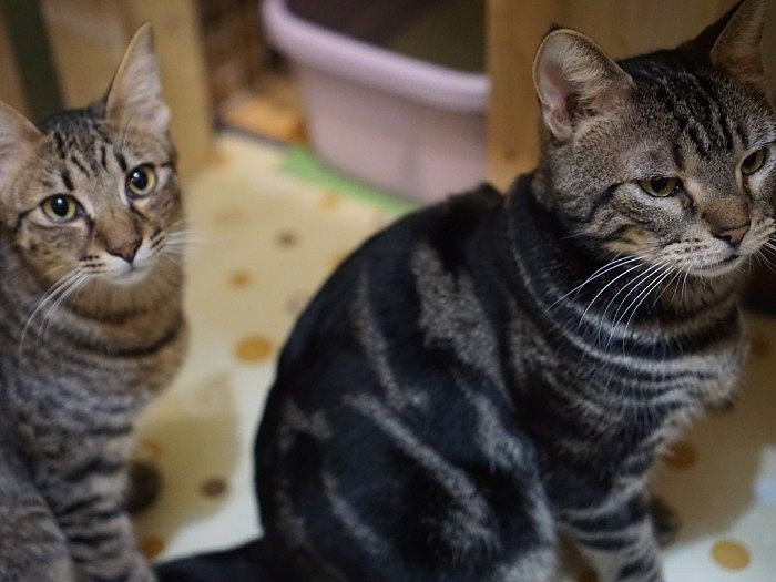 子育て上手なカツオ（右）は多頭飼育崩壊の現場から保護された