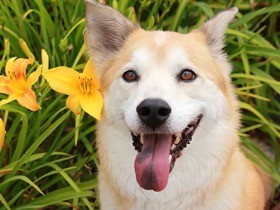 犬も笑うの？　笑顔のようなその表情から、犬の気持ちが読み取れる！