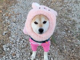 元旦に家族みんなで初詣に行ってきたよ　防寒対策バッチリな柴犬「春」