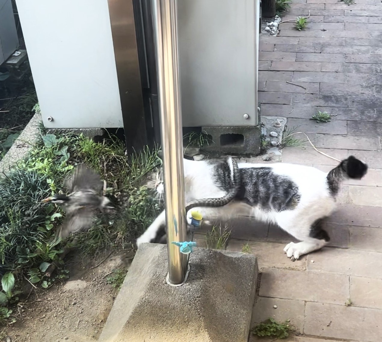 ヘビと猫 蛇 VS 2匹の猫 その結末は？ - YouTube