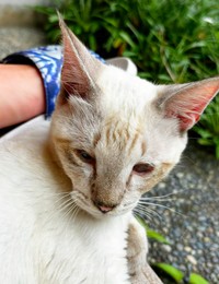 保護時、ガリガリに痩せていたサムくん（画像提供：またまた一匹増えて五猫（ｺﾞﾆｬﾝ）のぱぱになりました。）