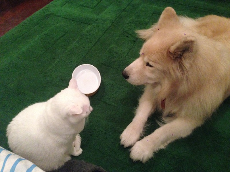 猫のマロンと向き合うタケ