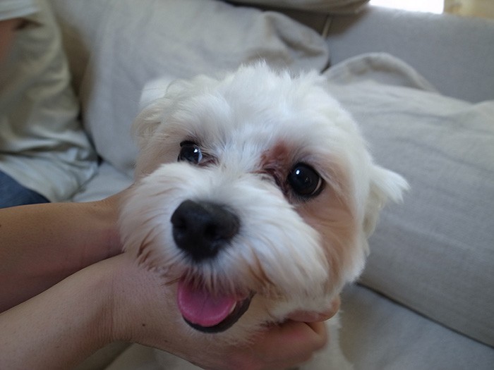 非の打ち所のない可愛らしさ