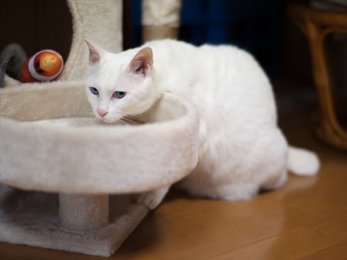 「このくらいの大皿で、思いっきりご飯食べてみたいわ」（小林写函撮影）