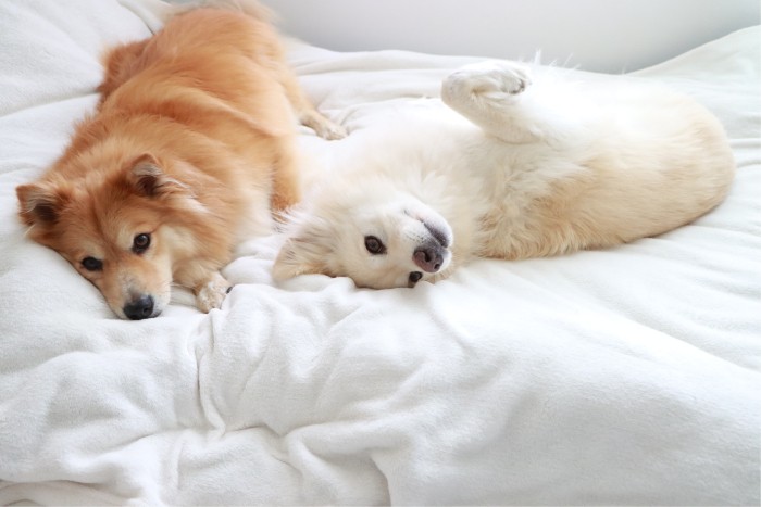 日中はよく寝室で本気の二度寝をしている