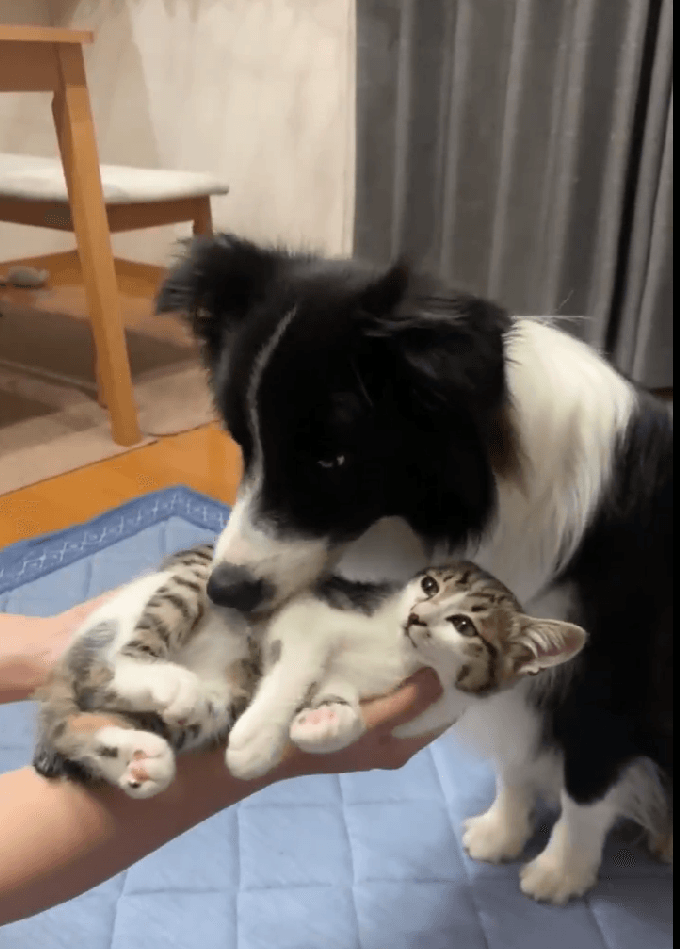 お鼻でさわさわ