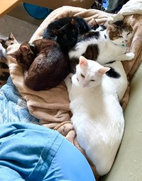 同居猫と仲良く寝そべるショボくん（画像提供：大和なでしこさん）