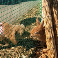 うさぎランのような場所に遊びに行ったら、ワンちゃんにネット越しに寄って行くほど警戒心ゼロの大物です。そして、ワンちゃんと頭のサイズが変わりませんね（提供：まこもさん）