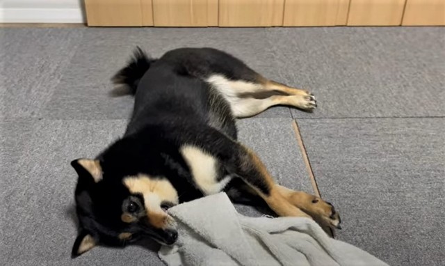 タオルをかんでゴロン（「豆柴のなな」さん提供、YouTubeよりキャプチャ撮影）