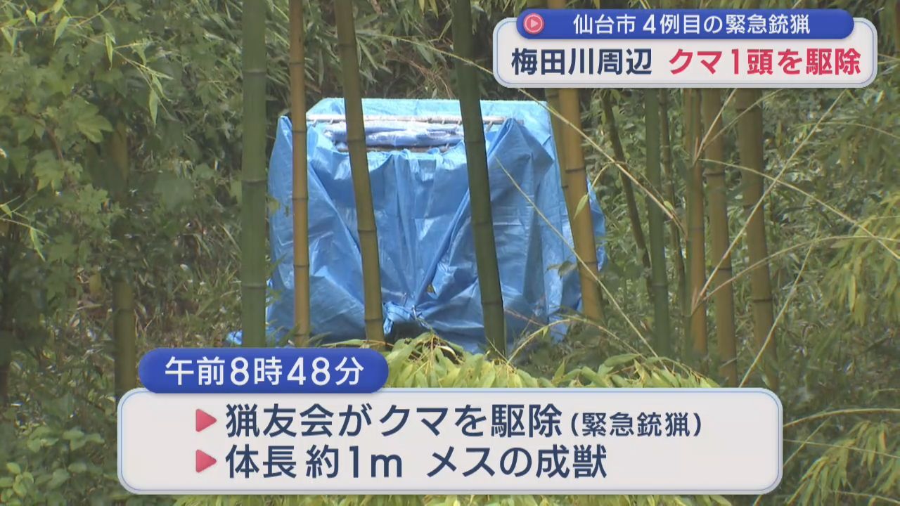 仙台市宮城野区の梅田川周辺でクマ１頭を捕獲　仙台市４例目の緊急銃猟で駆除　頻繁に目撃された個体と同一か　
