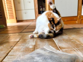 猫の抜け毛ごっそり、捨てずに袋へ　すると世界が平和になる？